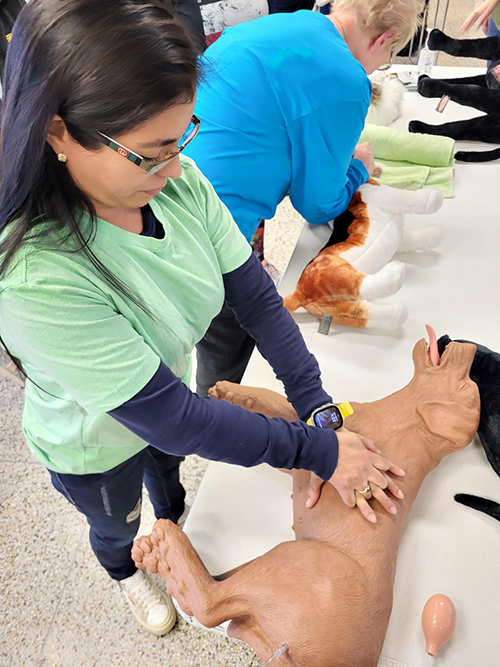 CPR practice on dog manikin